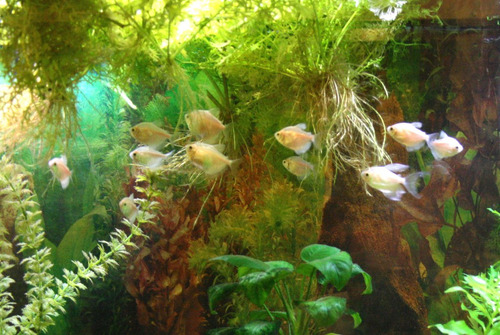 Monjita Albina Surtida Con Mundo Acuatico