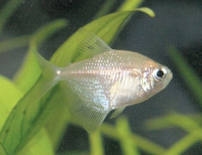 Monjita Albina Surtida Con Mundo Acuatico