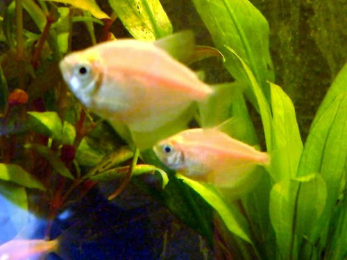 Monjita Albina Surtida Con Mundo Acuatico
