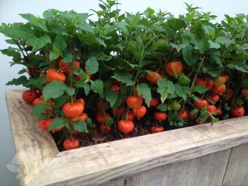 Imagem 4 de 10 de 20 Sementes Physalis Orange Lanterna Chinesa Fruta P/ Mudas