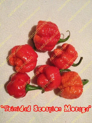 Semillas De Chile Trinidad Scorpion Moruga