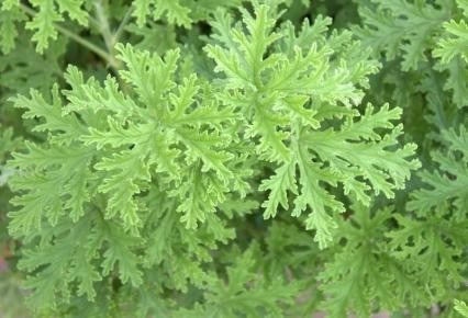 Imagen 2 de 2 de Citronela 4 Plantas Grandes