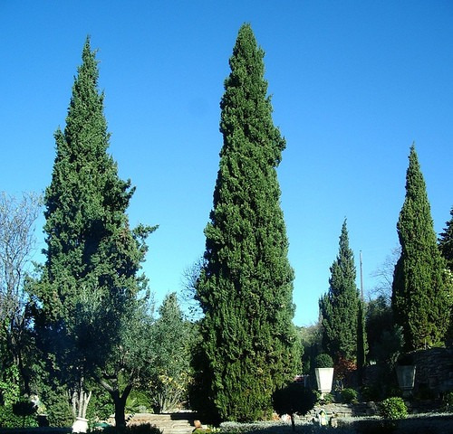 Sementes De Cipreste Italiano Bonsai Frete Registrado Grátis