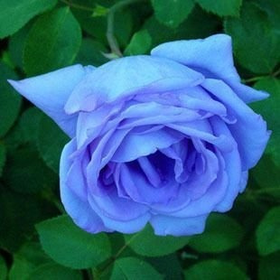 10 Sementes Rosa Trepadeira Azul Claro Light + Frete Grátis