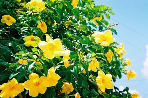 20 Sementes De Alamanda Amarela Para Mudas - Flor Cerca Viva | MercadoLivre