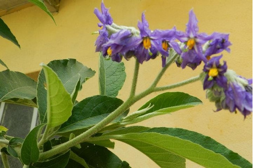 Fumo Bravo. Solanum Granulosum Leprosum