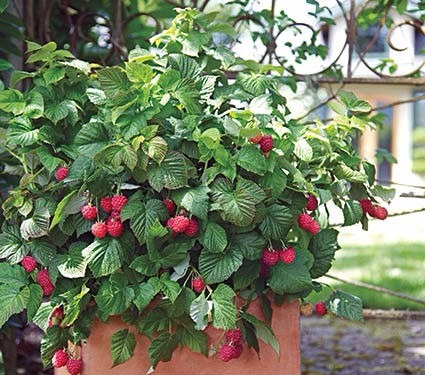 Imagem 3 de 7 de 15 Sementes De Framboesa Gigante Red Raspberry Rubus P/mudas