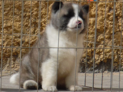 Cachorros Akita Americano