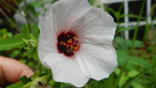 Pavonia Hastata. Planta Nativa .planta Autóctona.60 Cm.