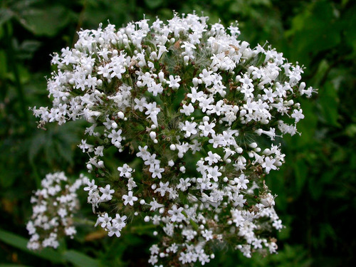 30 Sementes De Valeriana Valeriana Officinalis Erva Flor