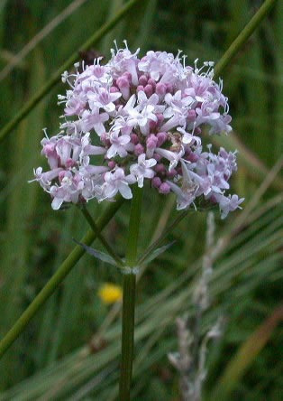 30 Sementes De Valeriana Valeriana Officinalis Erva Flor