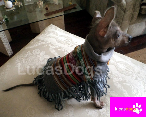 Imagen 4 de 6 de Poncho Andino Para Perro M