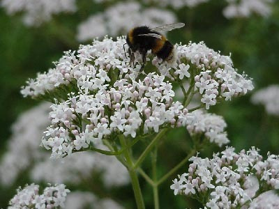 30 Sementes De Valeriana Valeriana Officinalis Erva Flor