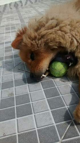Cachorra Show Show Femia