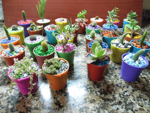 Minicactus, Crasas Y Suculentas