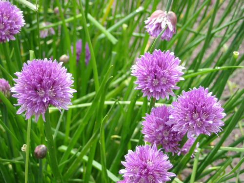 25 Sementes De Cebolinha Francesa - Allium Schoenoprasum