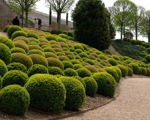 Buxus Sempervirens Cerca Viva Topiaria - Sementes P/ Mudas