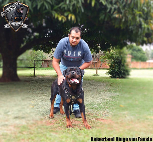 Filhotes De Rottweiler - Linhagem De Campeões (fêmeas)