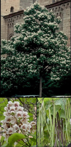 201 + Yapa Semillas De Catalpa Bignoides