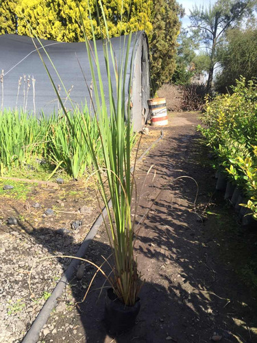 Plantas De Dietes Bicolor Vivero Mayorista Oferta Zona Oeste