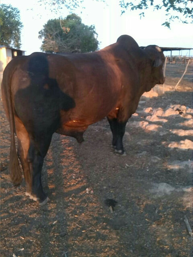 Toro Carora/pardo Lechero/brahman Rojo