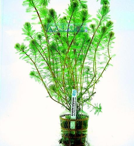 Planta M8 Myriophyllum Matogrossense