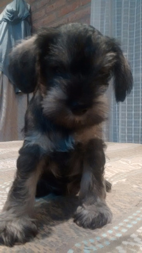 Schnauzer Miniatura Sal Y Pimienta Macho