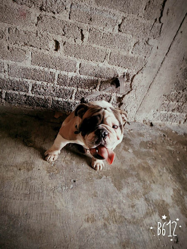 Imagen 2 de 4 de Bulldog Para Monta