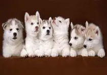 Comprar Lámina 45 X 30 Cm. - Cachorros De Perro Siberiano Husky