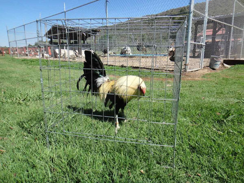 Rascaderos Gallos 70x70 C.12/14 Economicos Tupidos 12pz