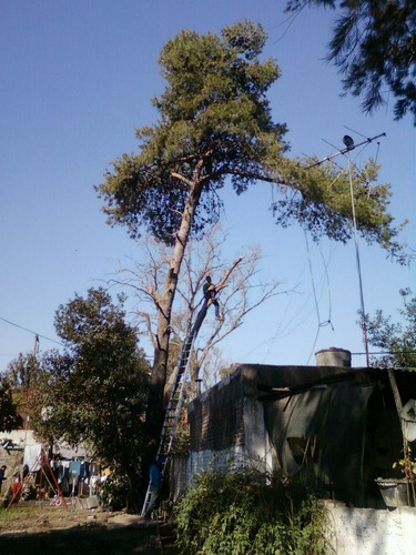 Poda Y Desmonte De Arboles De Riesgo,extracciones De Raíces.