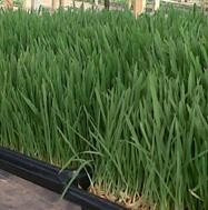 Imagen 3 de 8 de Bandeja Forrajera Carluccio Germinadora Hidroponia X5unidade