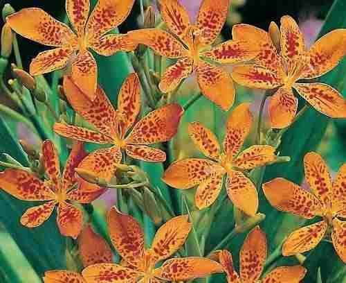 25 Sementes De Orquídea Leopardo Terrestre P/ Mudas - Flor | MercadoLivre