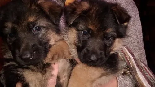 Ovejero Aleman Cachorros Excelentes (Usado)