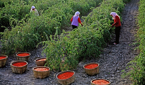 Imagem 7 de 9 de Goji Berry Do Tibet Lycium Chinense - Sementes Para Mudas