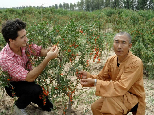 Imagem 6 de 9 de Goji Berry Do Tibet Lycium Chinense - Sementes Para Mudas