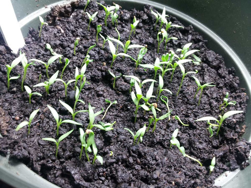 Imagem 5 de 9 de Goji Berry Do Tibet Lycium Chinense - Sementes Para Mudas