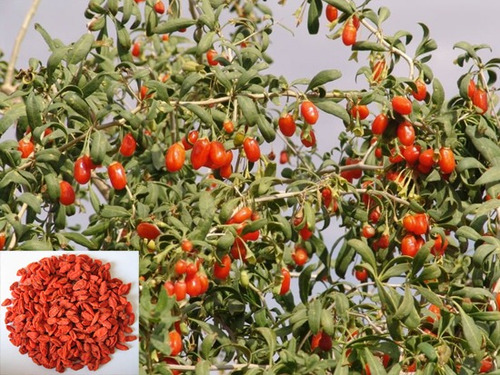 Imagem 8 de 9 de Goji Berry Do Tibet Lycium Chinense - Sementes Para Mudas