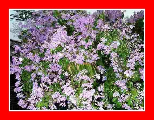 Sementes De Resedá Gigante Lagerstroemia Speciosa Árvore