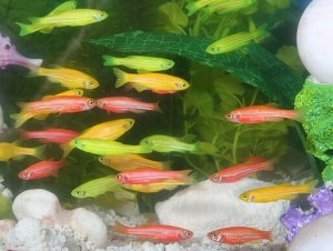 Imagen 4 de 4 de Combo De 16 Peces Tropicales! El Precio Es Por Los 16 Pece