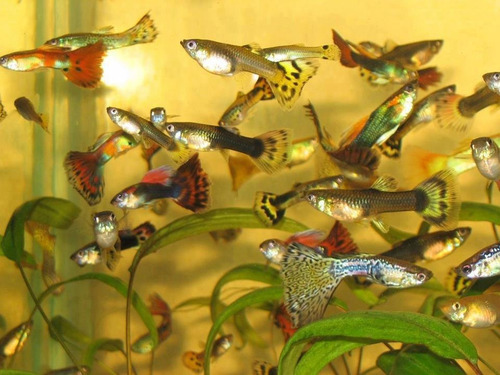 Imagen 2 de 4 de Combo De 16 Peces Tropicales! El Precio Es Por Los 16 Pece