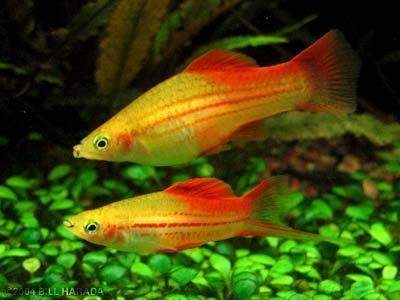 Imagen 3 de 4 de Combo De 16 Peces Tropicales! El Precio Es Por Los 16 Pece