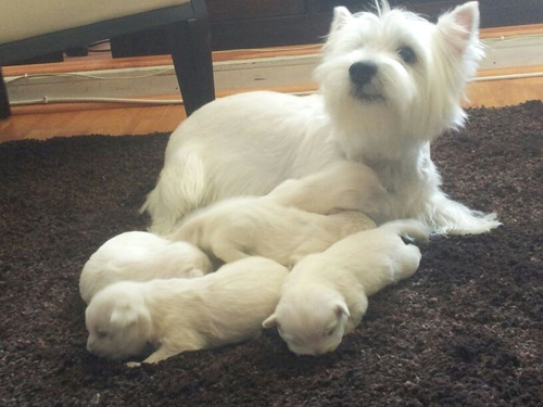 Cachorros West Highland Mejor Pedigree De Chile