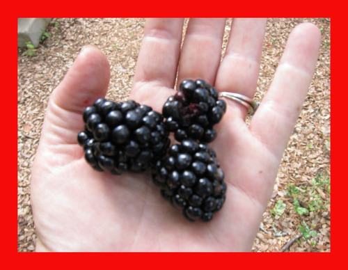 12 Sementes De Amora Preta Gigante - Blackberry Rubus Fruta