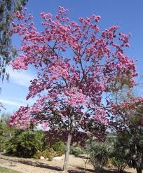 Arbol Lapacho Rosado Tabebuia Avellanedae. 1m Altura