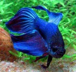 Betta Macho Surtido Con Betera 40x30x20 Mundo Acuatico