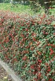 Plantas-arbustos Para Cercos Vivos