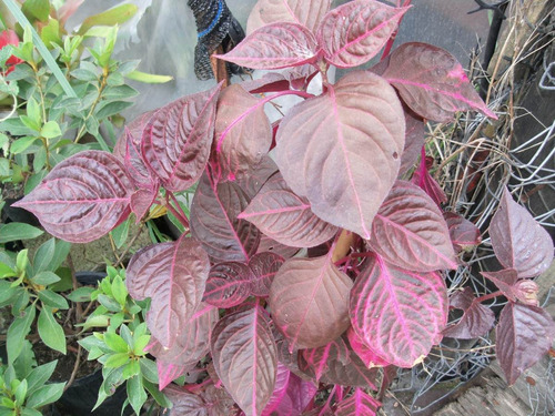 Planta Iresine Herbstii O Comunmente Purpura