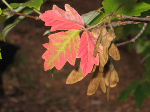 10 Semillas De Acer Griseum - Arce De Corteza Codigo 864