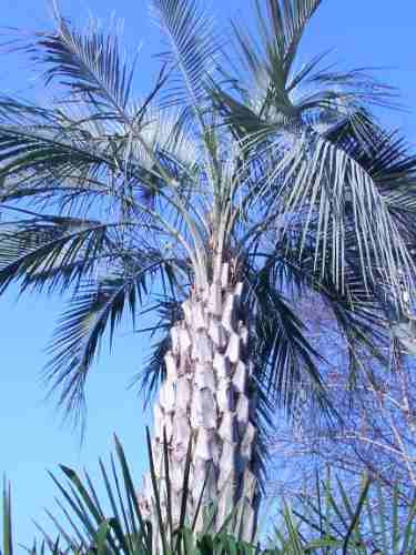 9 Semillas De Butia Capitata - Palma De La Jalea Codigo 1334